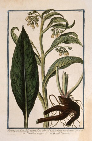 view Comfrey (Symphytum officinale L.): flowering stem with separate leaf and rootstock. Coloured etching by M. Bouchard, 1774.