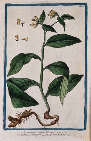 view Comfrey (Symphytum tuberosum L.): entire flowering plant with separate floral sections. Coloured etching by M. Bouchard, 1774.