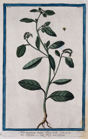 view Heliotrope (Heliotropium europaeum L.): entire flowering plant with separate fruit. Coloured etching by M. Bouchard, 1774.