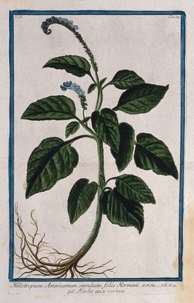 Heliotrope (Heliotropium sp.): entire flowering plant. Coloured etching by M. Bouchard, 1774.