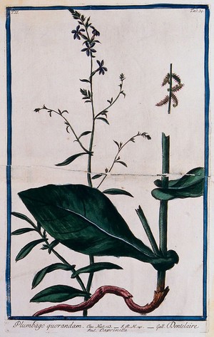 view Leadwort or plumbago (Plumbago europaea L.): flowering stem with separate rooting stem and fruit cluster. Coloured etching by M. Bouchard, 1774.