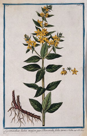 view A species of the genus Lysimachia: flowering stem with separate root and floral sections. Coloured etchings by M. Bouchard, 1774.