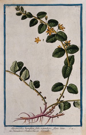 view Moneywort or creeping jenny (Lysimachia nummularia L.): flowering stem with root and separate floral sections. Coloured etching by M. Bouchard, 1774.