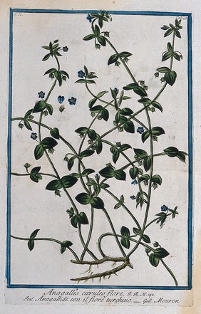 Common or scarlet pimpernel (Anagallis arvensis f. caerulea (Schreber) Baumg.): flowering and fruiting stems with root and separate floral sections. Coloured etching by M. Bouchard, 1774.