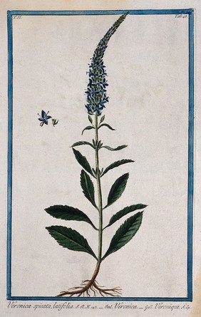 Speedwell (Veronica sp.): entire flowering plant with separate floral sections. Coloured etching by M. Bouchard, 1774.