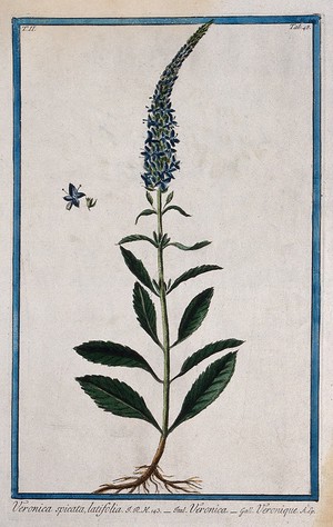 view Speedwell (Veronica sp.): entire flowering plant with separate floral sections. Coloured etching by M. Bouchard, 1774.