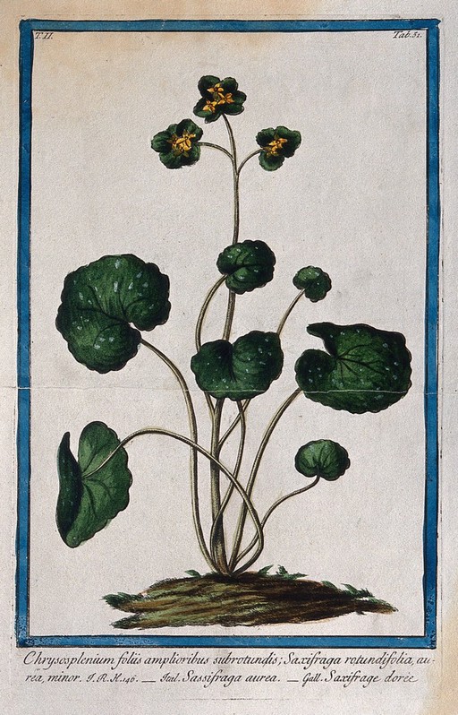 A species of the genus Chrysosplenium: flowering plant in earth mound. Coloured etching by M. Bouchard, 1774.