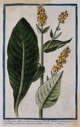 Possibly a type of mullein (Verbascum sp.): flowering stem with separate leaf. Coloured etching by M. Bouchard, 1774.