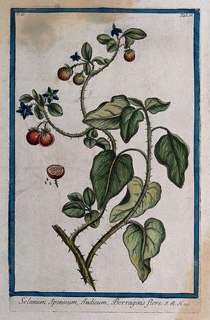 view A plant (Solanum sp.): flowering and fruiting stem with separate sectioned fruit and seed. Coloured etching by M. Bouchard, 1774.