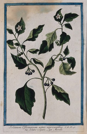 view Black nightshade (Solanum nigrum L.): flowering and fruiting stem. Coloured etching by M. Bouchard, 1774.