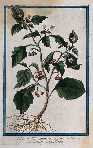 view A plant (Solanum sp.): entire flowering and fruiting plant. Coloured etching by M. Bouchard, 1774.