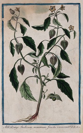 Chinese lantern (Physalis alkekengi L.): entire flowering and fruiting plant with separate opened calyx and berry. Coloured etching by M. Bouchard, 1774.