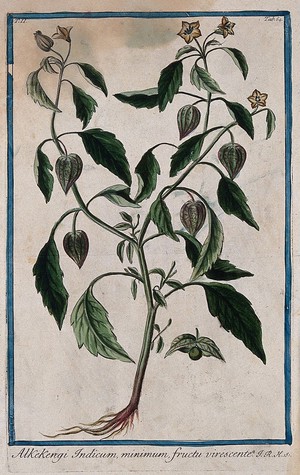 view Chinese lantern (Physalis alkekengi L.): entire flowering and fruiting plant with separate opened calyx and berry. Coloured etching by M. Bouchard, 1774.