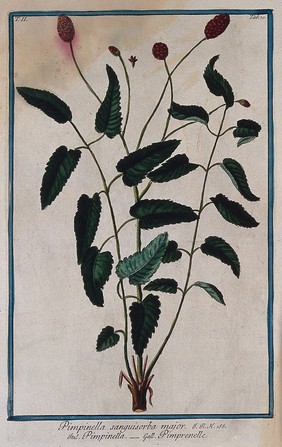 A plant (Sanguisorba sp.) related to burnet: flowering stems rising from woody stock with separate flower. Coloured etching by M. Bouchard, 1774.