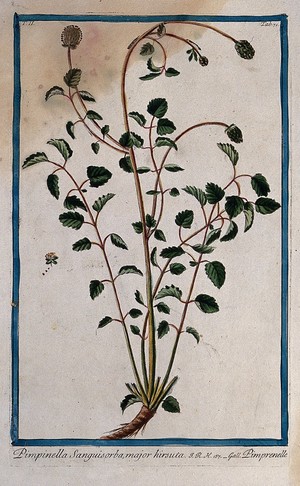 view Burnet (Sanguisorba sp.): flowering and fruiting stems rising from woody stock with separate flower. Coloured etching by M. Bouchard, 1774.