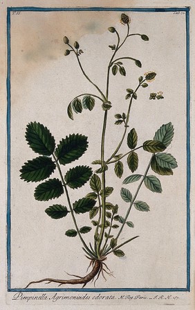 Burnet (Sanguisorba sp.): entire flowering plant with separate flowers. Coloured etching by M. Bouchard, 1774.