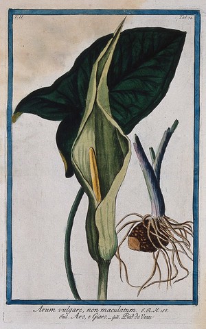 view A species of the genus Arum: spadix, leaf and tuber. Coloured etching by M. Bouchard, 1774.