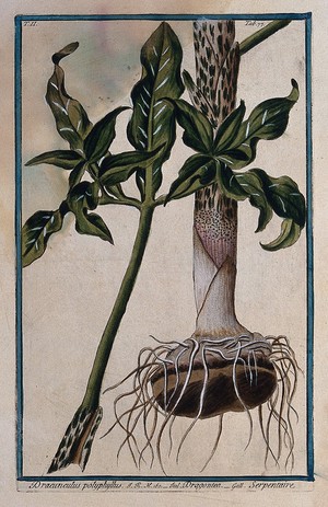 view Dragon arum (Dracunculus vulgaris Schott): leaf and base of stem with tuber. Coloured etching by M. Bouchard, 1774.