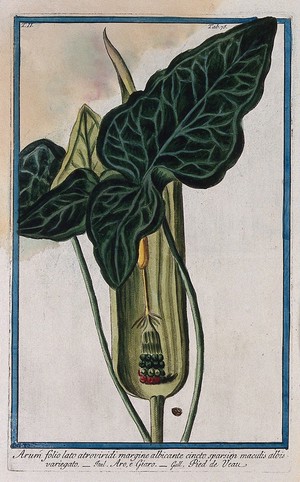 view A species of the genus Arum: fruiting spadix with separate leaves and single sectioned fruit. Coloured etching by M. Bouchard, 1774.
