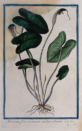 Mouseplant (Arisarum proboscideum (L.) Savi): entire flowering plant. Coloured etching by M. Bouchard, 1774.