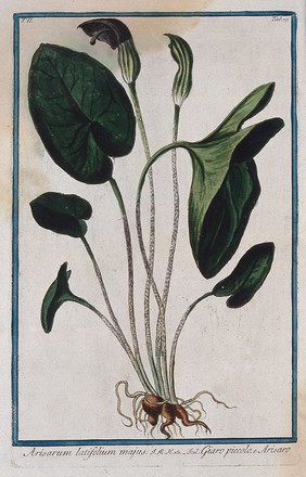 Friar's cowl (Arisarum vulgare Targ. Tozz.): entire flowering plant. Coloured etching by M. Bouchard, 1774.