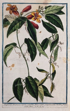 A species of the family Bignoniaceae: twining, flowering stem. Coloured etching by M. Bouchard, 1774.