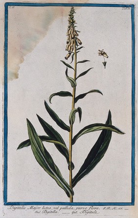 Foxglove (Digitalis sp.): flowering stem with separate floral sections. Coloured etching by M. Bouchard, 1774.