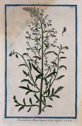 Figwort (Scrophularia sp.): flowering stem with separate flower. Coloured etching by M. Bouchard, 1774.