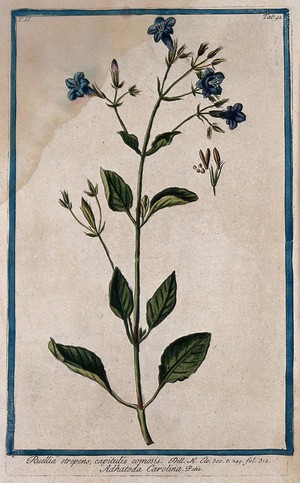 view A species of the genus Ruellia: flowering stem with separate sectioned fruit and seed. Coloured etching by M. Bouchard, 1774.