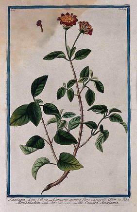 A species of the genus Lantana: flowering stem with separate flower. Coloured etching by M. Bouchard, 1774.