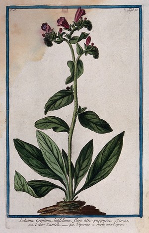 view A plant (Echium sp.): flowering plant rising from earth mound. Coloured etching by M. Bouchard, 1774.