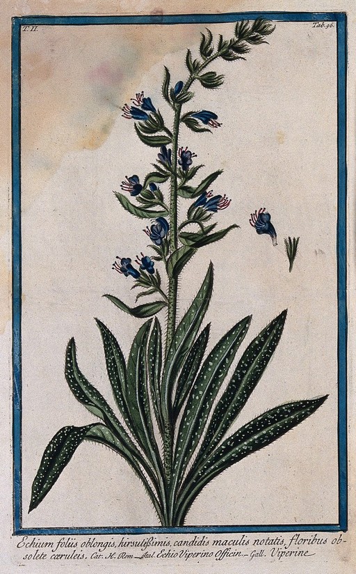 Bugloss (Echium lycopsis L.): flowering stem with separate floral sections. Coloured etching by M. Bouchard, 1774.