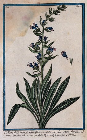 Bugloss (Echium lycopsis L.): flowering stem with separate floral sections. Coloured etching by M. Bouchard, 1774.