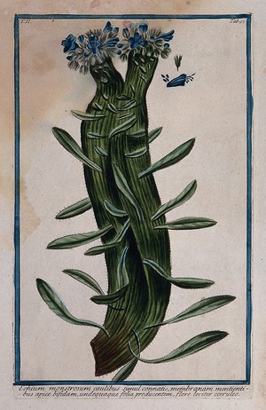 view A species of Echium: flowering stem with separate floral sections. Coloured etching by M. Bouchard, 1774.