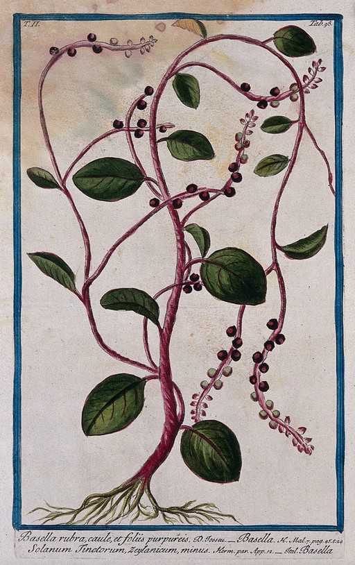 Vine spinach (Basella rubra L.): entire fruiting plant. Coloured etching by M. Bouchard, 1774.