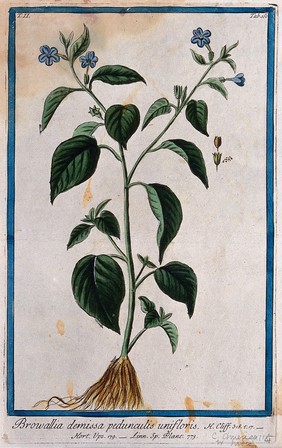 Browallia americana L.: entire flowering plant with separate parts of fruit and seeds. Coloured etching by M. Bouchard, 1774.