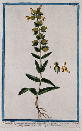 A plant (Rhinanthus sp.): entire flowering and fruiting plant with separate flower, opened fruit and seed. Coloured etching by M. Bouchard, 1775.