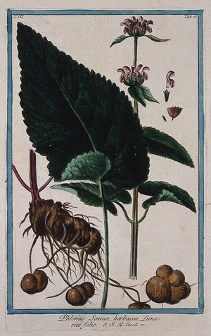 view A plant (Phlomis sp.): flowering stem with separate leaf, rootstock, floral and fruit segments and seed. Coloured etching by M. Bouchard, 1775.