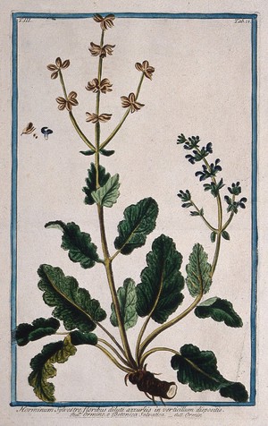 view A plant (Salvia verbenaca): flowering and fruiting stems with part of rootstock and separate floral sections and seed. Coloured etching by M. Bouchard, 1775.