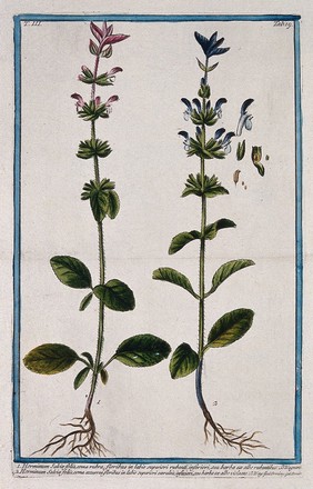 Bluebeard (Salvia viridis L.): two entire flowering stems numbered 1 and 2, with separate segments of flower, fruit and seeds. Coloured etching by M. Bouchard, 1775.