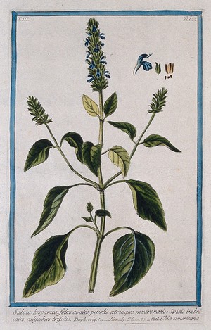 view Chia (Salvia hispanica L.): flowering and fruiting stem with separate segments of flower, fruit and seed. Coloured etching by M. Bouchard, 1775.