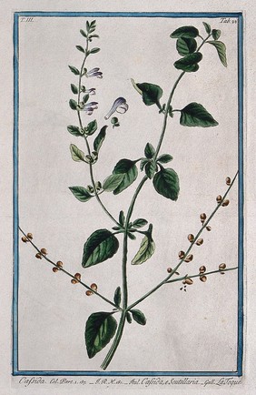 Skull-cap or helmet flower (Scutellaria sp.): flowering and fruiting stem with separate floral sections. Coloured etching by M. Bouchard, 1775.
