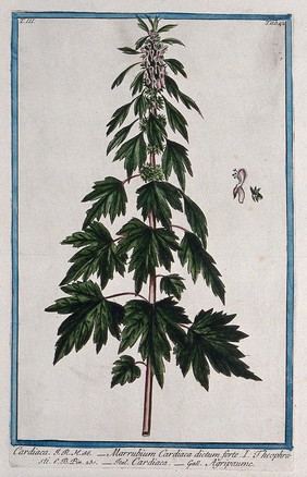 Motherwort (Leonurus cardiaca L.): flowering stem with separate floral segments. Coloured etching by M. Bouchard, 1775.