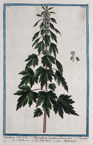 view Motherwort (Leonurus cardiaca L.): flowering stem with separate floral segments. Coloured etching by M. Bouchard, 1775.