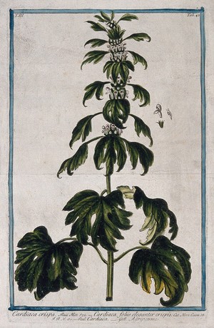 view Motherwort (Leonurus cardiaca L.): flowering stem with separate floral segments. Coloured etching by M. Bouchard, 1775.