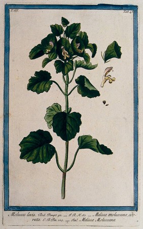 Shell flower or bells of Ireland (Moluccella laevis L.): flowering stem with separate floral segments. Coloured etching by M. Bouchard, 1775.