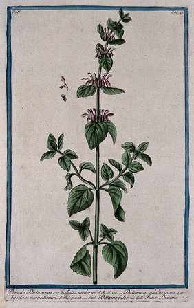 False dittany (Ballota acetabulosa (L.) Benth.): flowering stem with separate floral segments. Coloured etching by M. Bouchard, 1775.