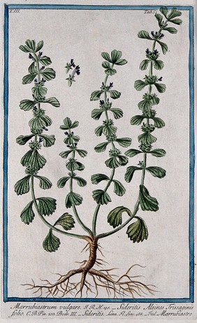 Woundwort or hedge nettle (Stachys arvensis): entire flowering plant with separate flowers. Coloured etching by M. Bouchard, 1775.