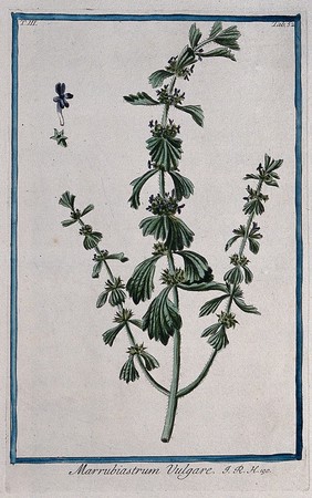 Woundwort or hedge nettle (Stachys arvensis): flowering and fruiting stem with separate floral segments. Coloured etching by M. Bouchard, 1775.