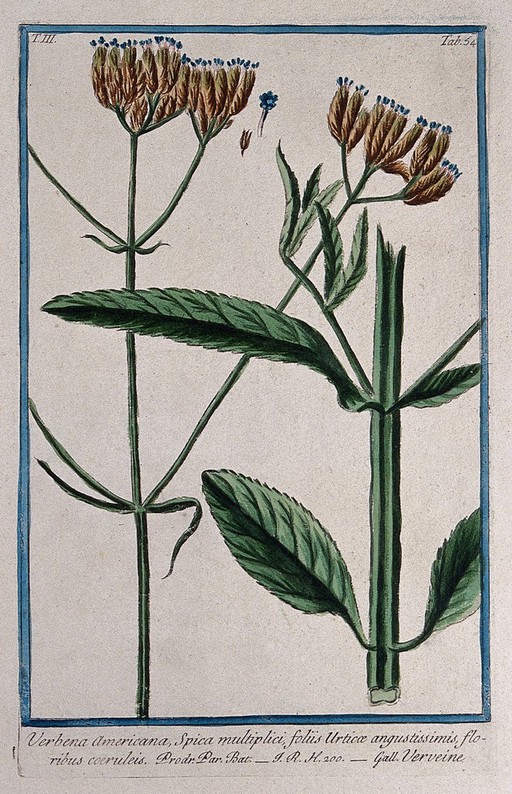 A plant (Verbena americana): flowering stem with separate lower stem and floral segments. Coloured etching by M. Bouchard, 1775.